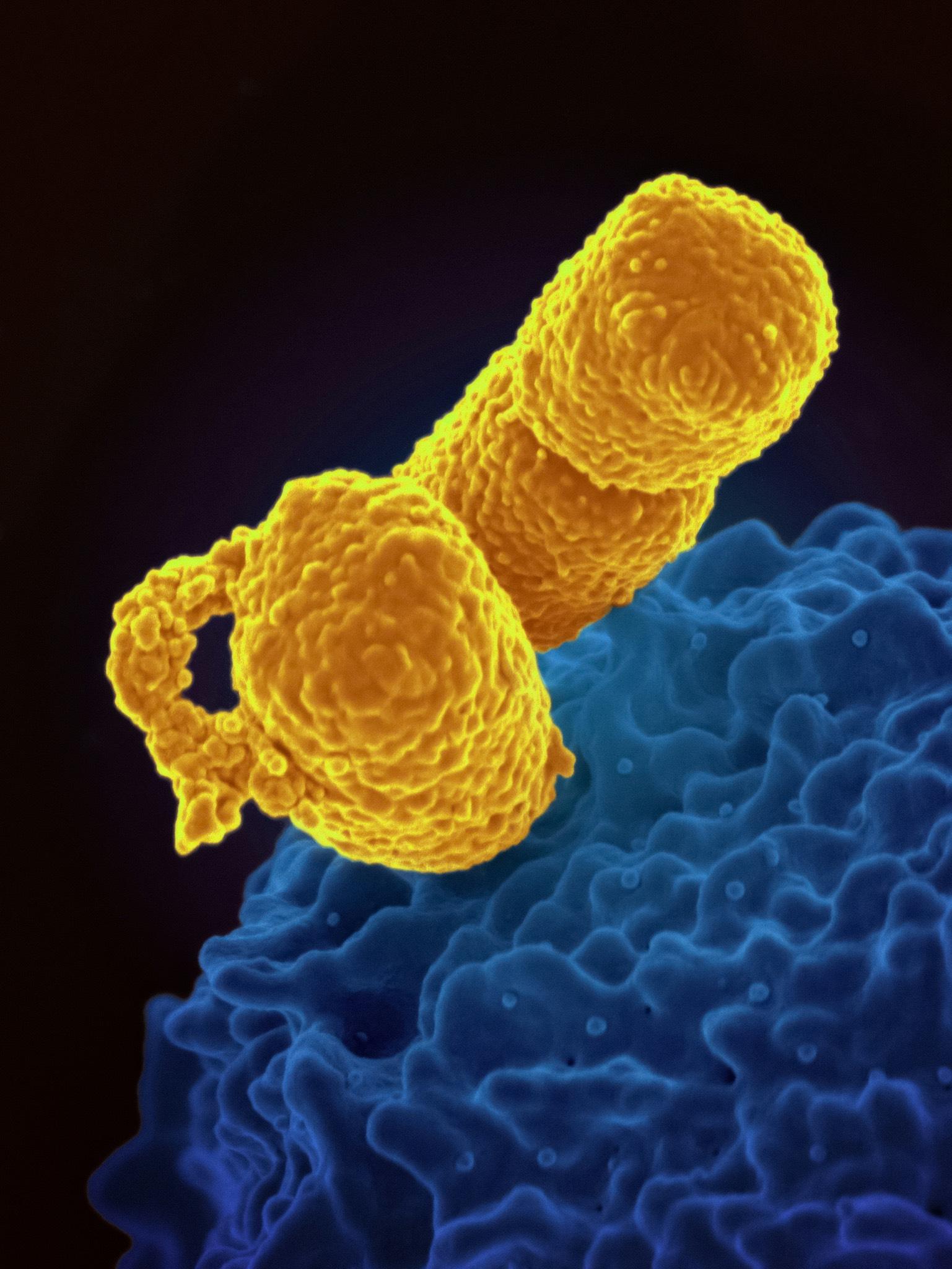 Symptoms Of Low Platelets article illustration