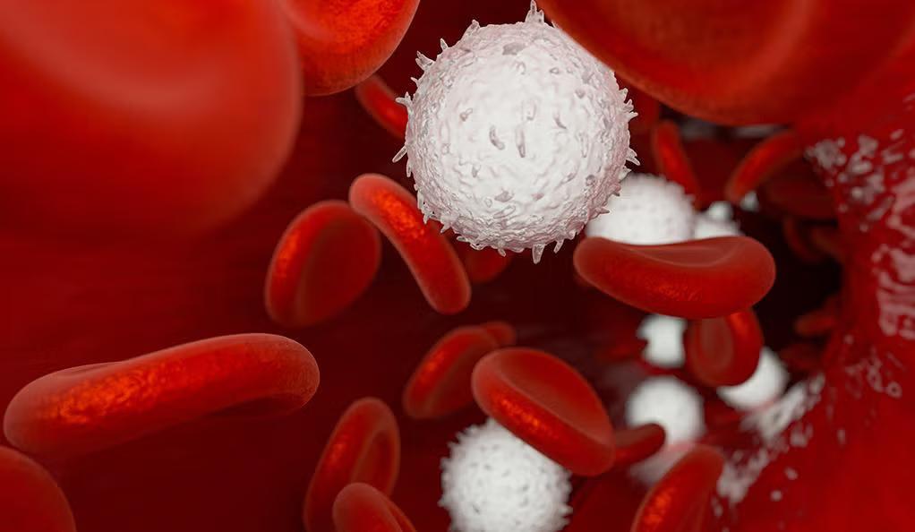symptoms of low white blood cell count — What Are the Symptoms of Low White Blood Cell Count?